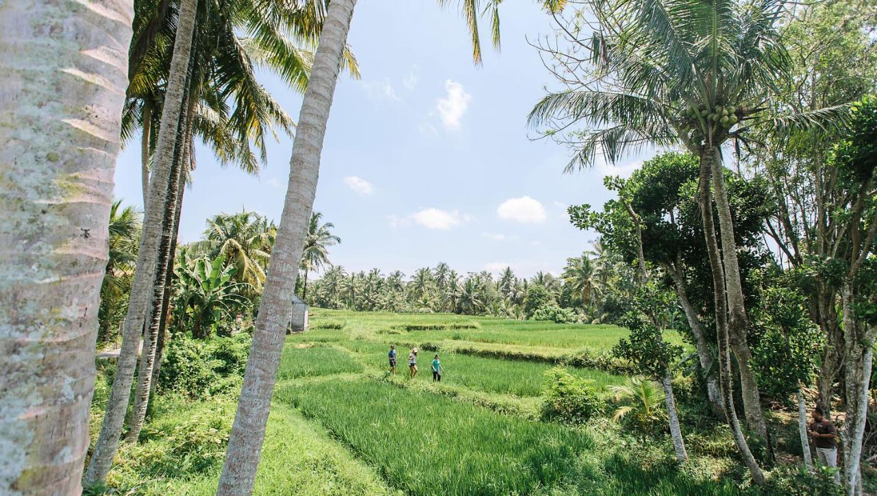 Tejaprana Resort & Spa Ubud Eksteriør bilde A paddy field in Sri Lanka